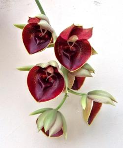 Catasetum Orchidglade