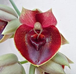 Catasetum Orchidglade