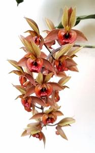 Catasetum Alice Maud