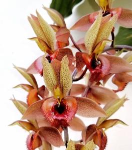 Catasetum Alice Maud