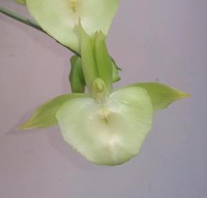 <i>Catasetum</i> João Stivalli-spitzii