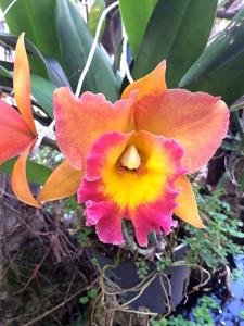 Rhyncholaeliocattleya Dinh Thuy Yen