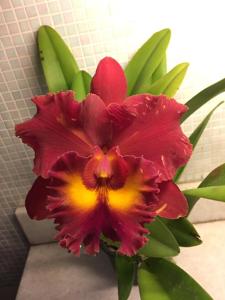 Rhyncholaeliocattleya Siam Red