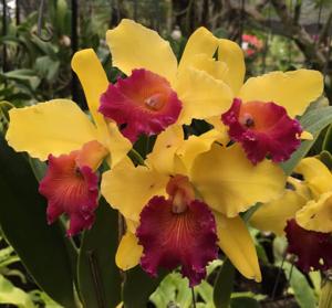 Rhyncholaeliocattleya Alma Kee