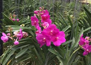 Vanda Bangyik de Paris