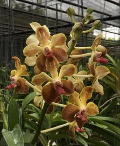 Vanda M. V. Tannins