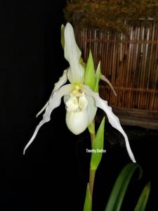 Phragmipedium Memoria Ann Stuckey