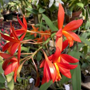 Cattlianthe Blazing Treat