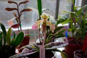 Paphiopedilum celebensis-bellatulum