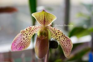 Paphiopedilum celebensis-bellatulum