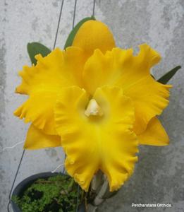 Rhyncholaeliocattleya Petcharatana Crown