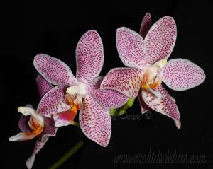 Phalaenopsis Yaphon Gigan Python