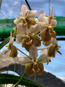 Vanda Kupperi