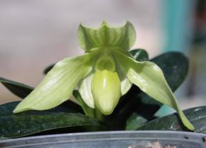 Paphiopedilum godefroyae-philippinense roebbelenii