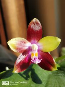 Phalaenopsis Tying Shin Fly Eagle