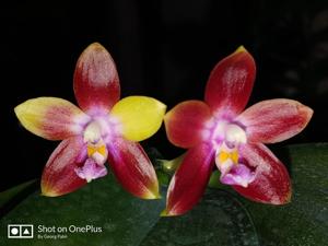 Phalaenopsis Tying Shin Fly Eagle