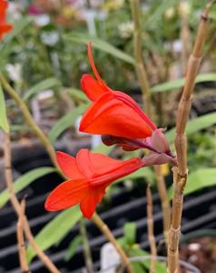 Dendrobium Gowan's Tangello