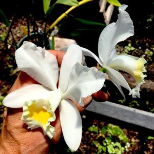 Cattleya Henrietta Japhet