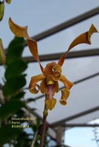 Dendrobium Tan Horns