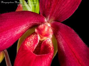 Phragmipedium Memoria Dick Clements