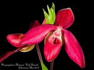 Phragmipedium Memoria Dick Clements