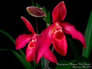 Phragmipedium Memoria Dick Clements