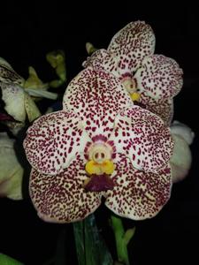 Vanda Yellow Butterfly