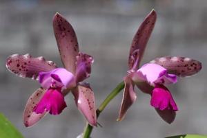 Cattleya intricata