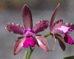 Cattleya intricata