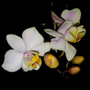 Phalaenopsis Palm Coast