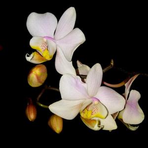 Phalaenopsis Palm Coast
