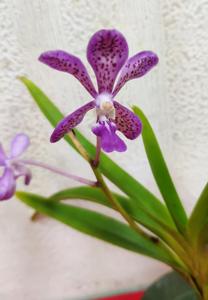 Vandachostylis Tien-Cheng Blueberry