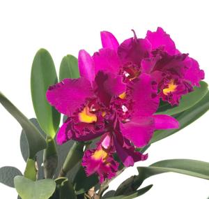 Cattleya Tiago Suzuki