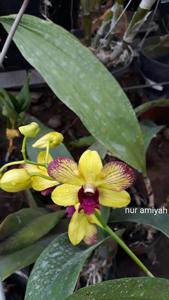 Dendrobium Udom Flare