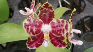 Phalaenopsis Zheng Min Folivora