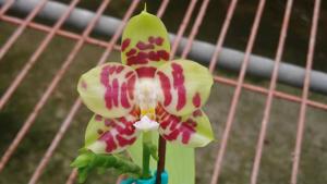 Phalaenopsis Zheng Min Folivora