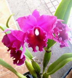 Rhyncholaeliocattleya Memoria Susan Hawkins
