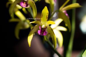 Dendrobium Australian Artist