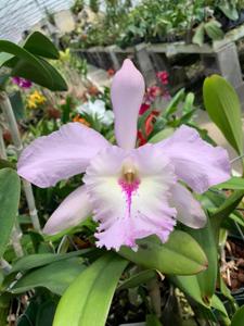 Rhyncholaeliocattleya Queen Silvia