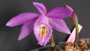 Pleione Ueli Wackernagel