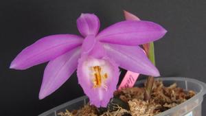 Pleione Ueli Wackernagel