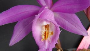 Pleione Ueli Wackernagel