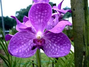 Papilionanda Melanie Coronado