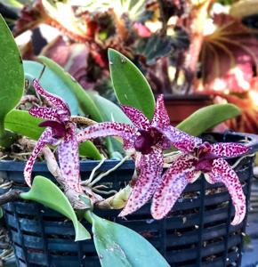 Bulbophyllum Tien Noi Evening Star