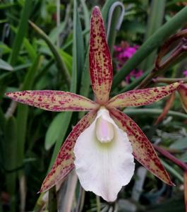 Brassocattleya S. y N. Andrés Johnson