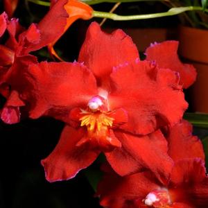 Oncidium Red Master