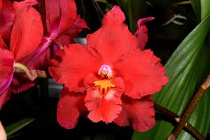 Oncidium Feuerglut