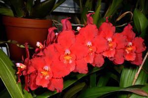 Oncidium Feuerglut