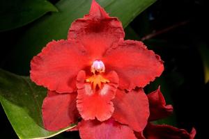 Oncidium Feuerglut