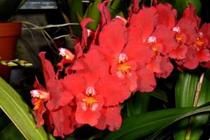 Oncidium Feuerglut